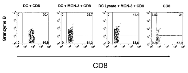 MGN-3 в концентрации 20 мкг/л индуцирует экспрессию гранзимов цитотоксическими ДК-активированными MGN-3 и лизатом раковой опухоли+ MGN-3 сокультивированными с CD8+ T-клетками  в течении 7 дней. А) Индукция гранзима была определена с помощью проточной цитометрии B) Гисторгаммы отображают процент CD8+ T-клеток, экспрессирующих гранзим B. Средние значения данных ± S.E., полученные от 5 экспериментов (p ˂0,05), представлены в сравнении с нестимулированными ДК CD8+ T-клетками.