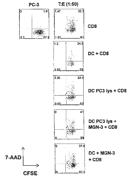 MGN-3 -стимуляция примирует более высокие цитолитические CD8+ T-клетки. ДК, активированные MGN-3  в концентрации 20 мкг/л и лизатом раковых клеток + MGN-3  были сокультивированы в течение 7 дней. Очищенные CD8+ T-клетки (эффекторы) были со-культивированы с CFSE-окрашенными PC3-клетками в отношении 1:50. Клетки, позитивные для обоих проб, считались лизированными. Исследование методом проточной цитометрии показывает процент специфического лизиса PC3. Данные от одного представительного эксперимента отображены в сравнении с нестимулированными CD8+ T-клетками.